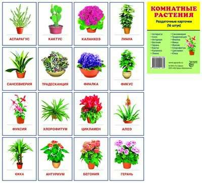 Пособие Раздаточные карточки Комнатные растения 63х87 16 шт