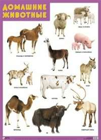 Плакат Домашние животные А2