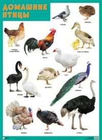 Плакат Домашние птицы А2