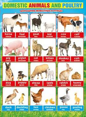 Плакат Английский язык. Domestic animals and poultry.Домашние животные