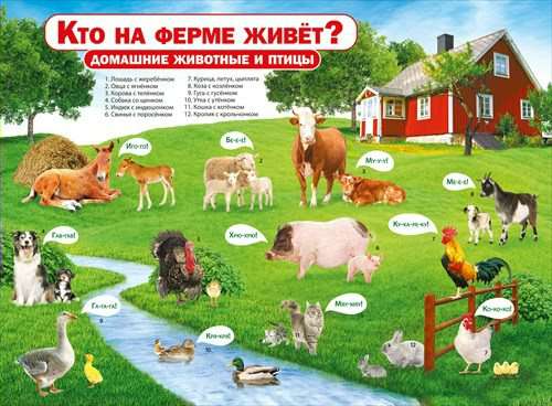 Плакат Кто на ферме живет.Домашние животные и птицы 070.131