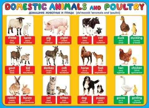 Плакат Английский язык. Домашние животные и птицы. Donestic animals and poultry 0-02-283