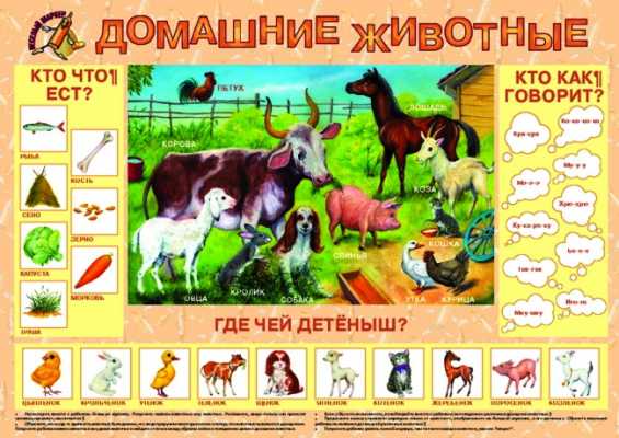 Плакат Домашние животные